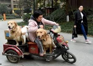 三人一狗最新爆料,揭秘娱乐圈背后的真实故事  第1张